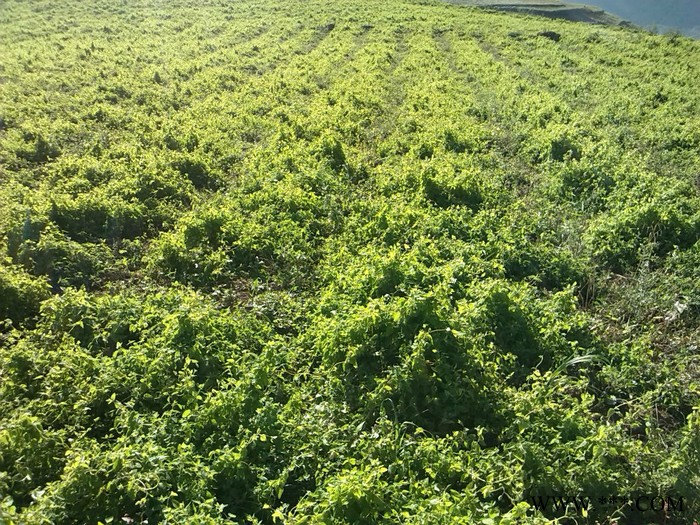 正宗正产 无硫  鲜党参图3