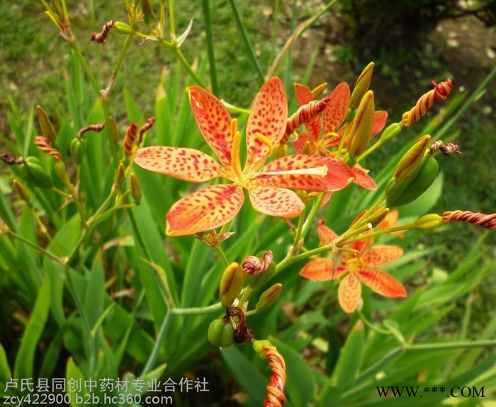 供应旱半夏 天麻 当归 款冬花  射干 党参种子 枣皮树苗 河南产地价格图2
