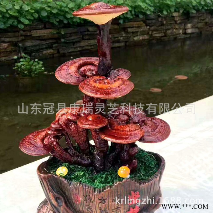 嫁接灵芝盆景 办公室灵芝盆栽 真灵芝 观赏灵芝盆景节日**礼品图3