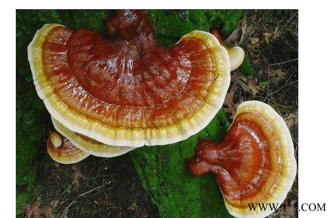 北威 松杉灵芝图3