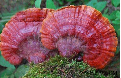 北威 松杉灵芝图2