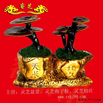 供应天长地久灵芝盆景007