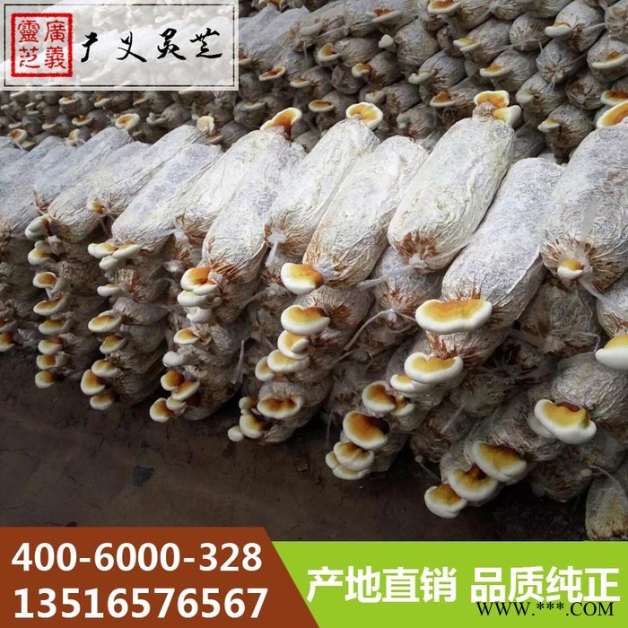 云南**赤灵芝厂家 黑灵芝规格 广义灵芝图7