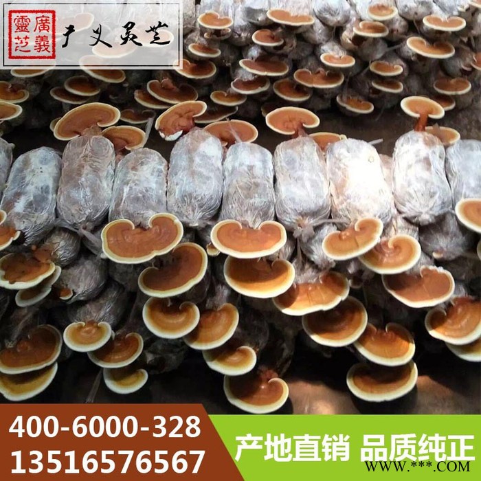 云南**赤灵芝厂家 黑灵芝规格 广义灵芝图2