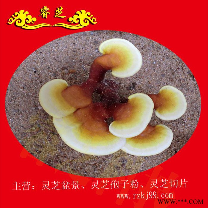 供应睿芝灵芝盆景RZKJ-HT-68、厂价批发一年生活体盆栽、净化空气、吸甲醛室内装修必备、开业庆典、亲朋互赠佳品图8