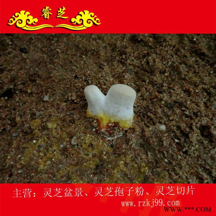 供应睿芝灵芝盆景RZKJ-HT-68、厂价批发一年生活体盆栽、净化空气、吸甲醛室内装修必备、开业庆典、亲朋互赠佳品图2