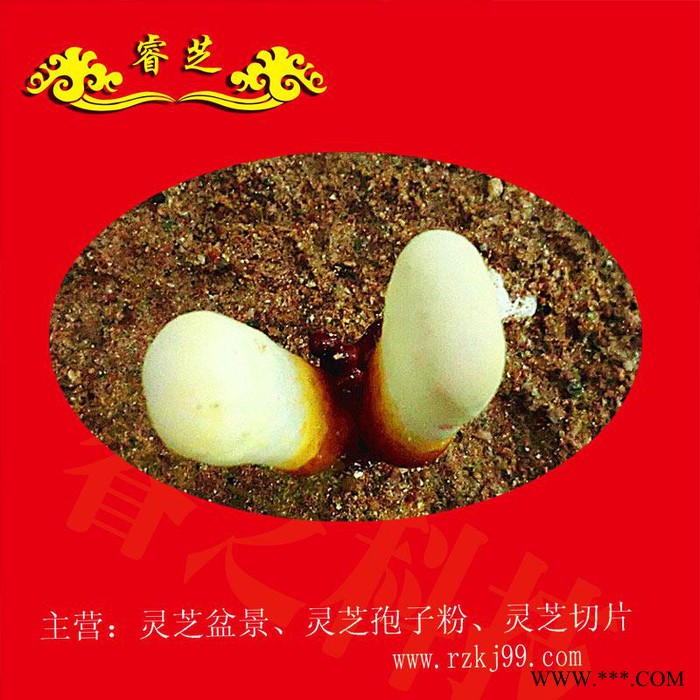 供应睿芝灵芝盆景RZKJ-HT-68、厂价批发一年生活体盆栽、净化空气、吸甲醛室内装修必备、开业庆典、亲朋互赠佳品图3