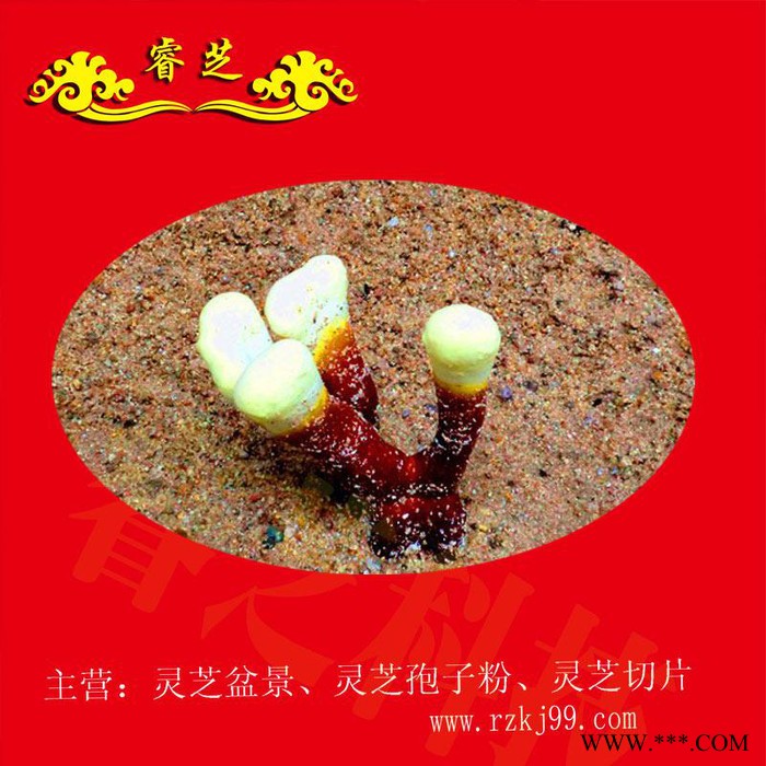 供应睿芝灵芝盆景RZKJ-HT-68、厂价批发一年生活体盆栽、净化空气、吸甲醛室内装修必备、开业庆典、亲朋互赠佳品图6