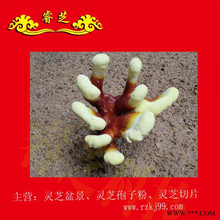 供应睿芝灵芝盆景RZKJ-HT-68、厂价批发一年生活体盆栽、净化空气、吸甲醛室内装修必备、开业庆典、亲朋互赠佳品图7