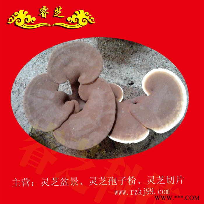 供应睿芝灵芝盆景RZKJ-HT-68、厂价批发一年生活体盆栽、净化空气、吸甲醛室内装修必备、开业庆典、亲朋互赠佳品