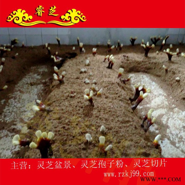 供应睿芝灵芝盆景RZKJ-HT-68、厂价批发一年生活体盆栽、净化空气、吸甲醛室内装修必备、开业庆典、亲朋互赠佳品图5