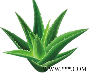 厂家现货20%HPLC芦荟提取物芦荟甙芦荟苷多规格图2