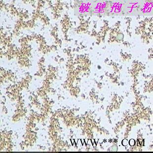 灵芝孢子粉破壁图4