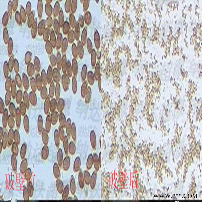灵芝孢子粉破壁图2