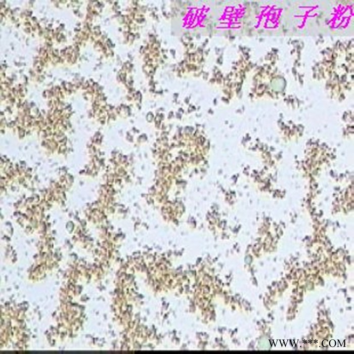 灵芝孢子粉破壁图3