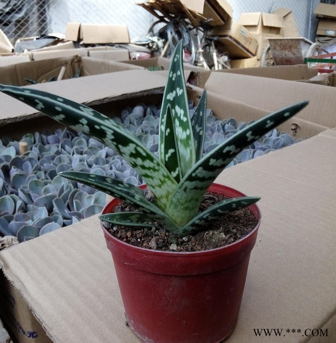 防辐射多肉小盆栽 芦荟 翠花掌东星花场直销图2