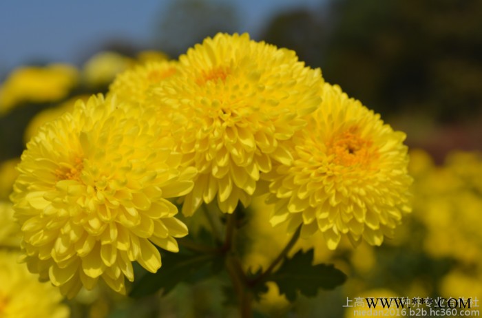 宜春草群富硒皇菊花茶罐 花茶包装 家用花茶组合 一朵一大杯浓香图5