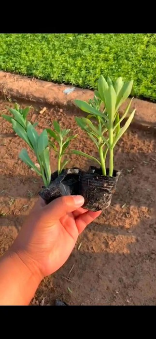 绿化种苗三七景天 绿化草花基地批发图4