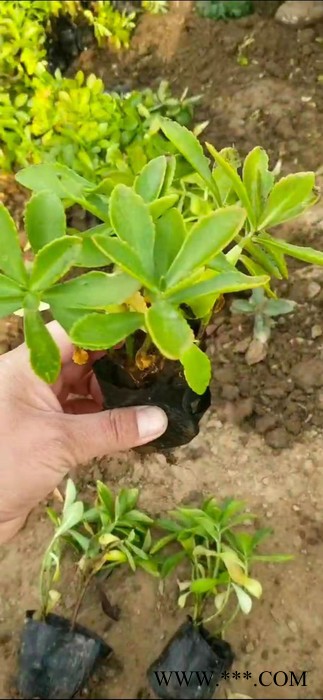 绿化种苗三七景天 绿化草花基地批发图2