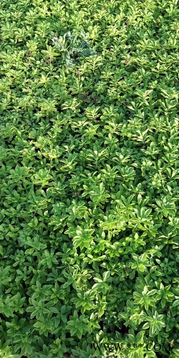 绿化种苗三七景天 绿化草花基地批发图3