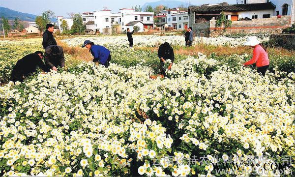 供应”珍特“菊花茶，福白菊