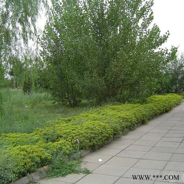 三七景天，别名费菜，江苏富春园林是**三七景天工程苗专业供应商，苗圃种植多年经验丰富，基地现货价格低品种优，欢迎采购批发图4