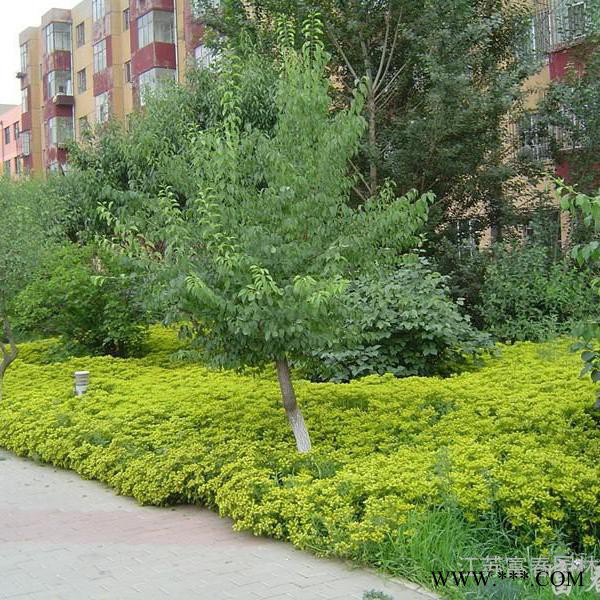 三七景天，别名费菜，江苏富春园林是**三七景天工程苗专业供应商，苗圃种植多年经验丰富，基地现货价格低品种优，欢迎采购批发图5