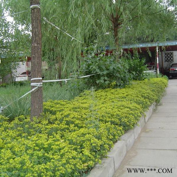三七景天，别名费菜，江苏富春园林是**三七景天工程苗专业供应商，苗圃种植多年经验丰富，基地现货价格低品种优，欢迎采购批发图3