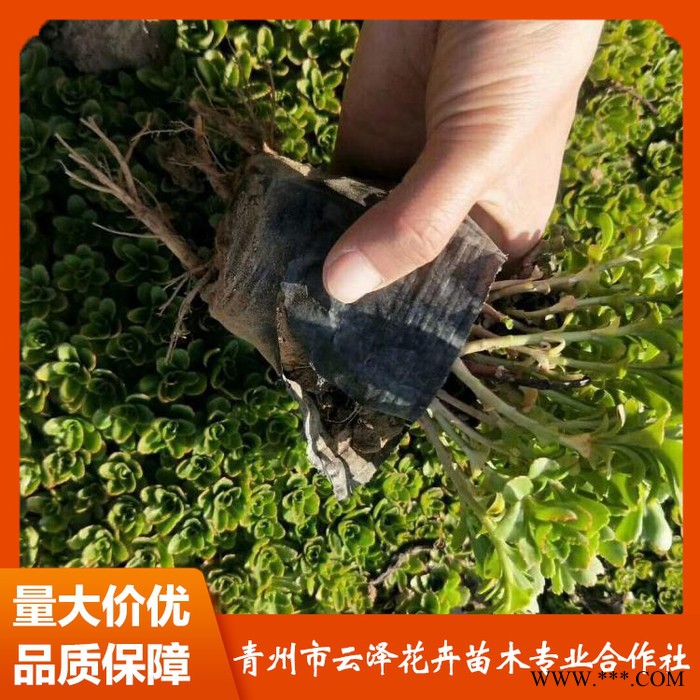 三七景天价格 供应三七景天 三七景天小苗 量大从优图3
