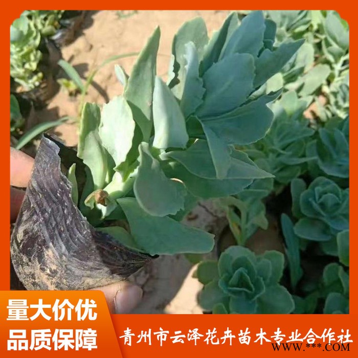 三七景天价格 供应三七景天 三七景天小苗 量大从优图2
