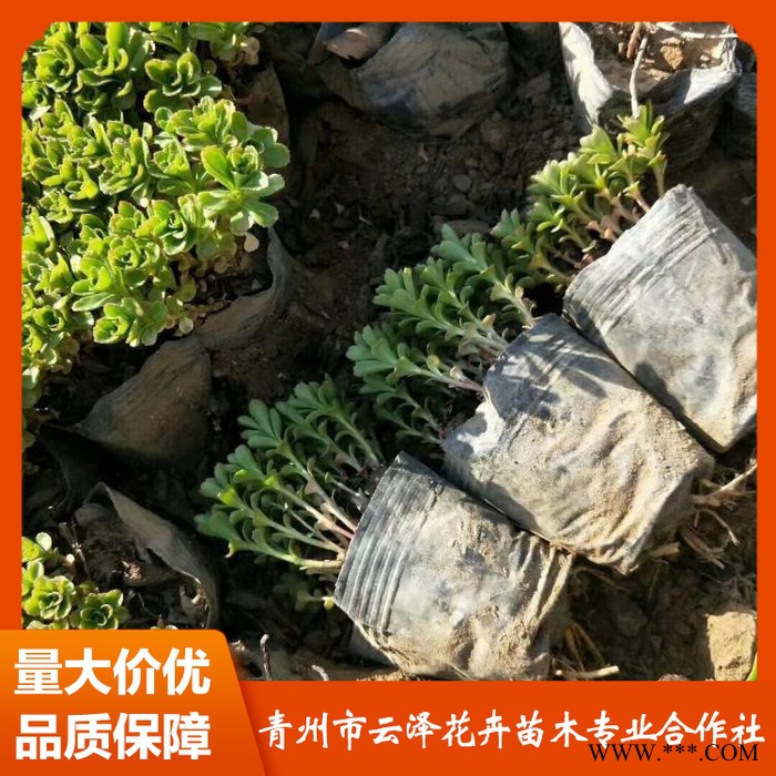 三七景天价格 供应三七景天 三七景天小苗 量大从优图4