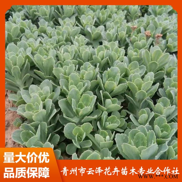 三七景天价格 供应三七景天 三七景天小苗 量大从优图7