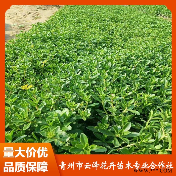 三七景天价格 供应三七景天 三七景天小苗 量大从优图6