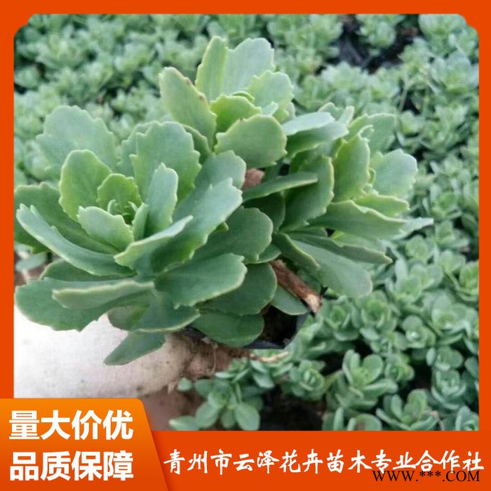 三七景天价格 供应三七景天 三七景天小苗 量大从优图5