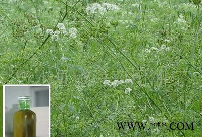 当归精油 超临界萃取  免费提供10克样品