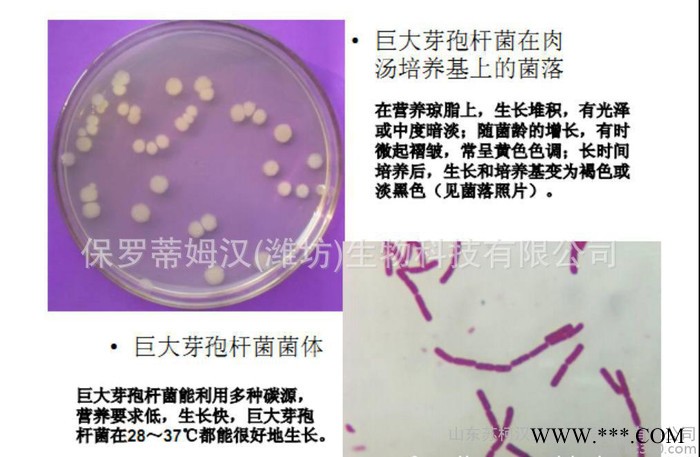 益生菌 固氮菌益生菌剂图3