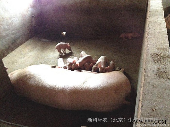 供应新科环农教槽料950新科环农益生菌乳猪教槽料950图3