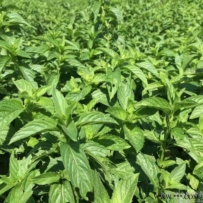 金航三叶 艾草种植 艾草厂家 艾草  艾草批发