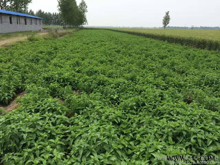 出售艾草天然纯露艾草精油抗衰老，美颜面膜专用图2