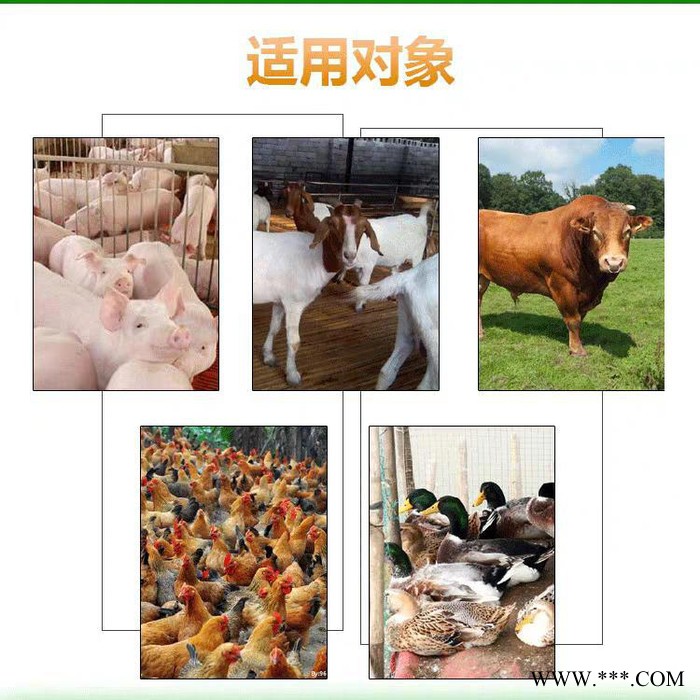 谊鑫黄金颗粒 抗应激快速补充维生素  促进发育调理肠道吸收图7