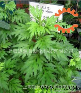 精油提取机,艾草 五月艾植物精油提取机