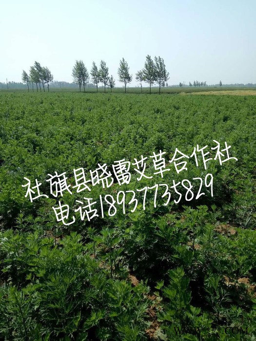 厂家供应美容院高纯度艾叶油 艾灸养生艾草精油厂家批发 现货供应图2