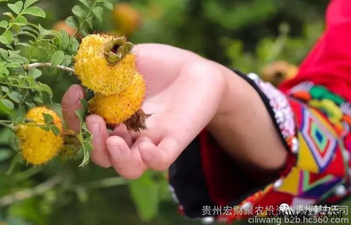 刺力王 刺梨果汁饮料12罐整箱 鲜榨刺梨水果汁天然维生素饮料 贵州特产食品夏季冷饮图8