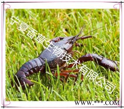 小龙虾提取物50:1 厂家供应小龙虾粉批发价格 小龙虾蛋白粉供应商图4