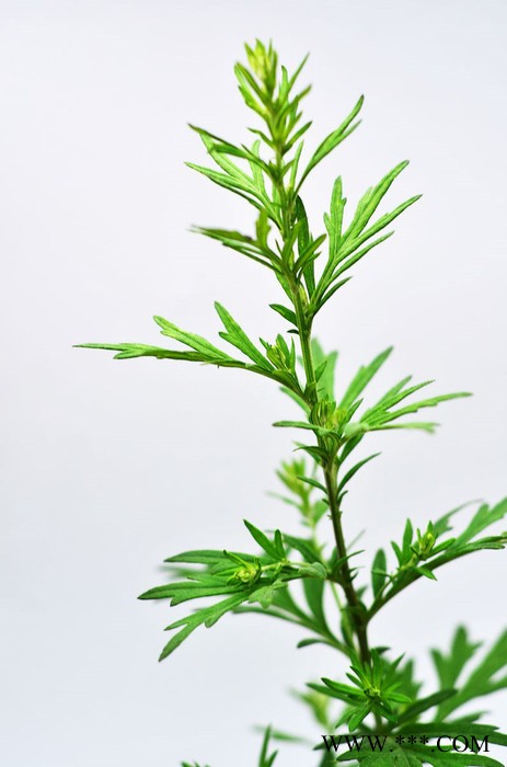 南箭 艾草图3