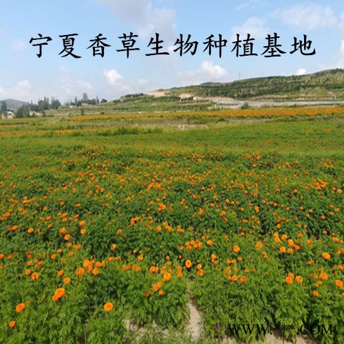 玛卡粉96% 宁夏香草生物批发黑玛卡粉 黄玛咖原料粉现货图5