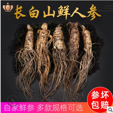 新鲜人参单根 长白山人参土鲜参 农户种鲜参东北特产真空包装人参图2