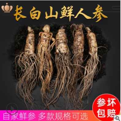 新鲜人参单根 长白山人参土鲜参 农户种鲜参东北特产真空包装人参图3