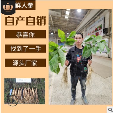 鲜人参500g长白山人参一手货源带土鲜参泡酒煲汤参坏包赔现挖现卖图2