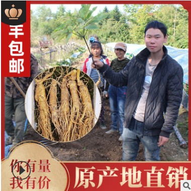 鲜人参500g长白山人参一手货源带土鲜参泡酒煲汤参坏包赔现挖现卖图3